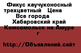 Фикус каучуконосный трехцветный › Цена ­ 500 - Все города  »    . Хабаровский край,Комсомольск-на-Амуре г.